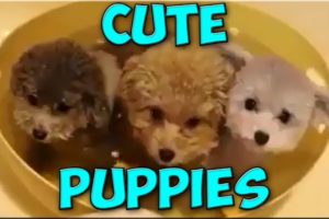 Cute Puppies Videos Compilation 2017 | Cutest Puppies