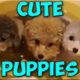 Cute Puppies Videos Compilation 2017 | Cutest Puppies
