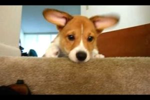 Cute Puppies Who Are Afraid Of Stairs Compilation [BEST OF]