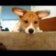 Cute Puppies Who Are Afraid Of Stairs Compilation [BEST OF]