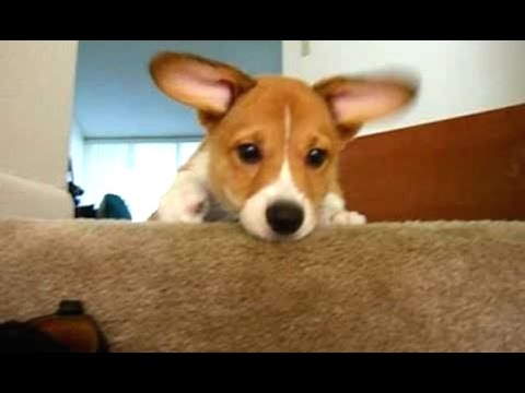 Cute Puppies Who Are Afraid Of Stairs Compilation [BEST OF]