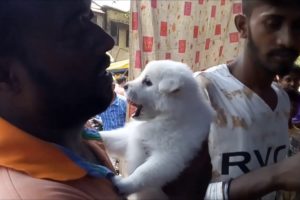 Cute Puppies for Sale At Galiff Street Kolkata l Busy Galiff Street Pet Market Kolkata India