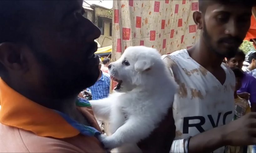 Cute Puppies for Sale At Galiff Street Kolkata l Busy Galiff Street Pet Market Kolkata India