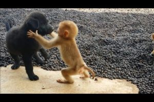 Cute baby monkey relax and play happily with 2 puppies