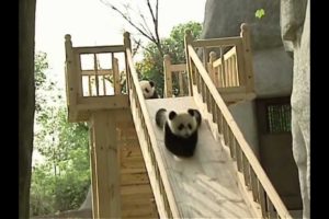 Cute pandas playing on the slide