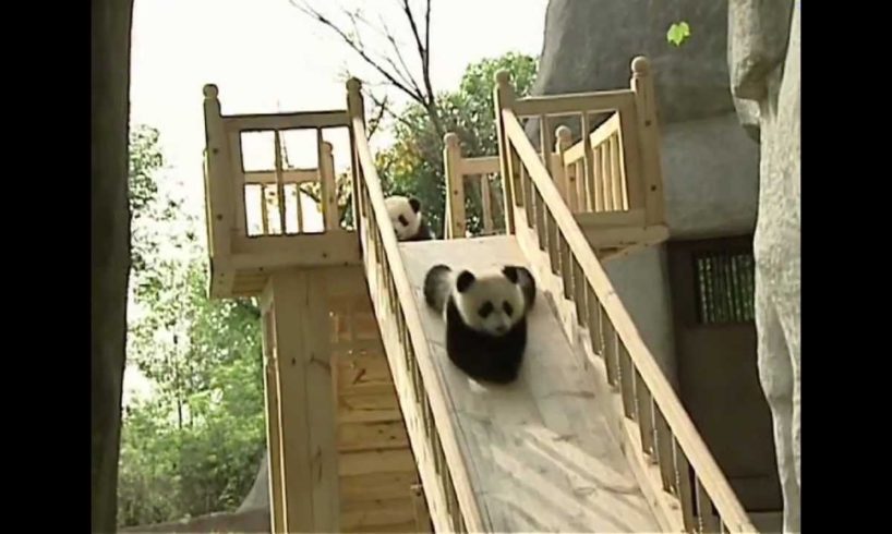 Cute pandas playing on the slide