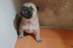Cute puppies crying - self defence