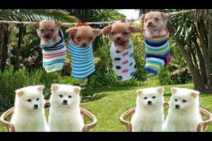 Cute puppies funny videos  | Cute  baby dogs  video with prank 2019 | 2019 funny videos