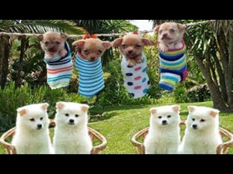 Cute puppies funny videos  | Cute  baby dogs  video with prank 2019 | 2019 funny videos