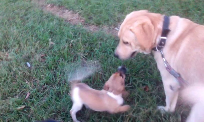 Cute puppies playing with Big Dog.