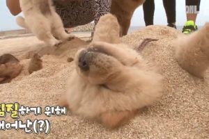 Cute puppies take sand bath on the beach and falls asleep