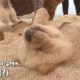 Cute puppies take sand bath on the beach and falls asleep