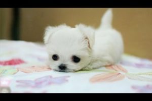 Cute puppies – Cute pets compilation
