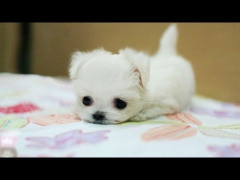 Cute puppies – Cute pets compilation