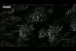 Cute wild cat cubs play at night - Jaguar - BBC Animals