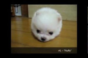 Cuteness Overload: Cutest Puppies Ever Seen on Video