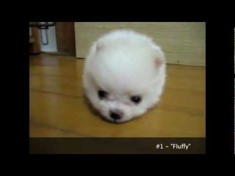 Cuteness Overload: Cutest Puppies Ever Seen on Video
