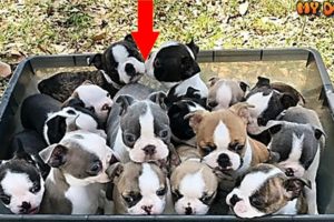 Cutes Puppies | Cutest Puppies in the world | Cute Puppies clips 2018