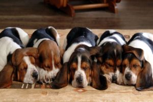 Cutest Basset Hound Puppies! Most Adorable Basset Hound Puppies Compilation!