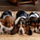 Cutest Basset Hound Puppies! Most Adorable Basset Hound Puppies Compilation!