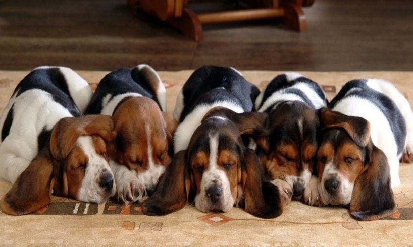 Cutest Basset Hound Puppies! Most Adorable Basset Hound Puppies Compilation!