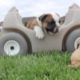 Cutest English Bulldog Puppies EVER