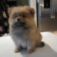 Cutest Fluffy Puppies Compilation 2015