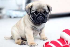 Cutest Pug Puppies! Most Adorable Pug Puppies Compilation!