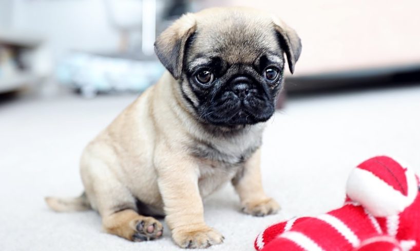 Cutest Pug Puppies! Most Adorable Pug Puppies Compilation!