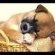 Cutest Puppies Dreaming Compilation 2014 [NEW]