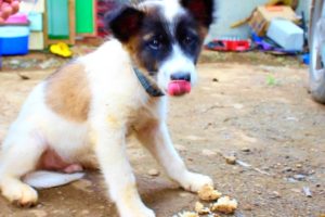 Cutest Puppies Ever In The Philippines!