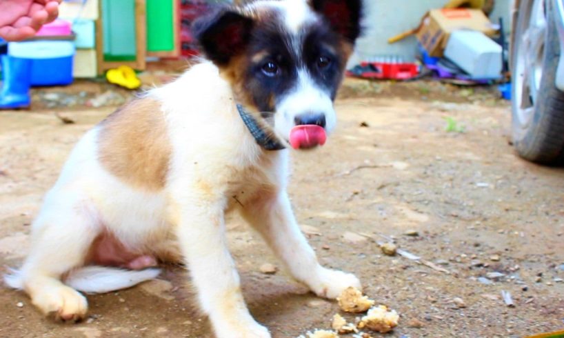 Cutest Puppies Ever In The Philippines!