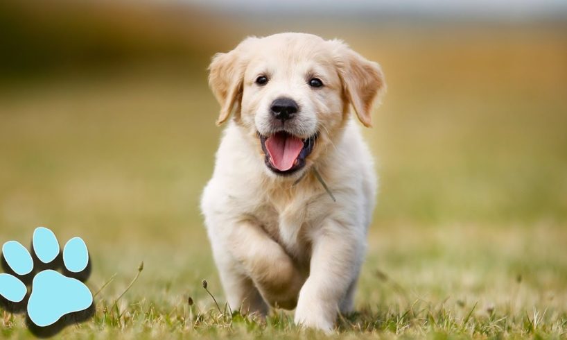 Cutest Puppies Ever! | Try Not To Awww Challenge 