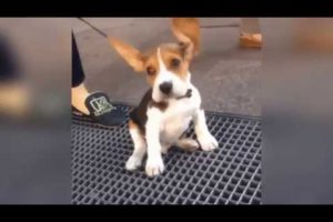 Cutest Puppies GIF Compilation