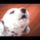 Cutest Puppies Howling Compilation 2014 [NEW]