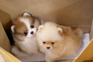 Cutest Puppies In The World Videos Compilation