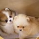 Cutest Puppies In The World Videos Compilation