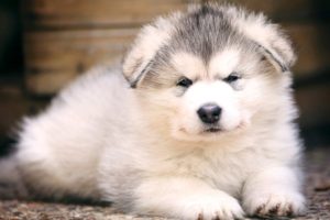 Cutest Puppies In The World Videos - Cute Puppies Videos Funny - Puppies TV