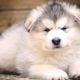 Cutest Puppies In The World Videos - Cute Puppies Videos Funny - Puppies TV