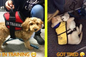 Cutest Puppies On Their First Days Of Work That Will Make Your Day