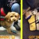 Cutest Puppies On Their First Days Of Work That Will Make Your Day
