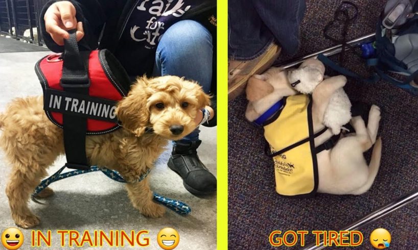 Cutest Puppies On Their First Days Of Work That Will Make Your Day