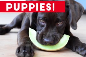 Cutest Puppies Playing Around 2017 | Funny Pet Videos