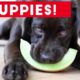 Cutest Puppies Playing Around 2017 | Funny Pet Videos