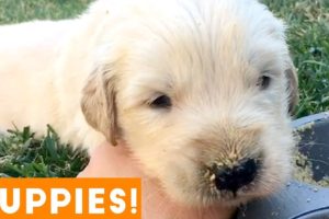 Cutest Puppies Playing Around 2018 | Funny Pet Videos