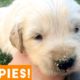 Cutest Puppies Playing Around 2018 | Funny Pet Videos
