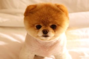 Cutest Puppies Video - Cutest Happy Pomeranians Puppies Having Fun Compilation