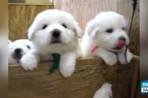 Cutest Puppies of All Time!