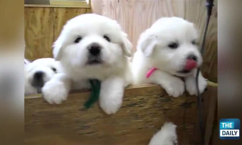 Cutest Puppies of All Time!