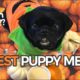 Cutest Puppy Memes Compilation Ever